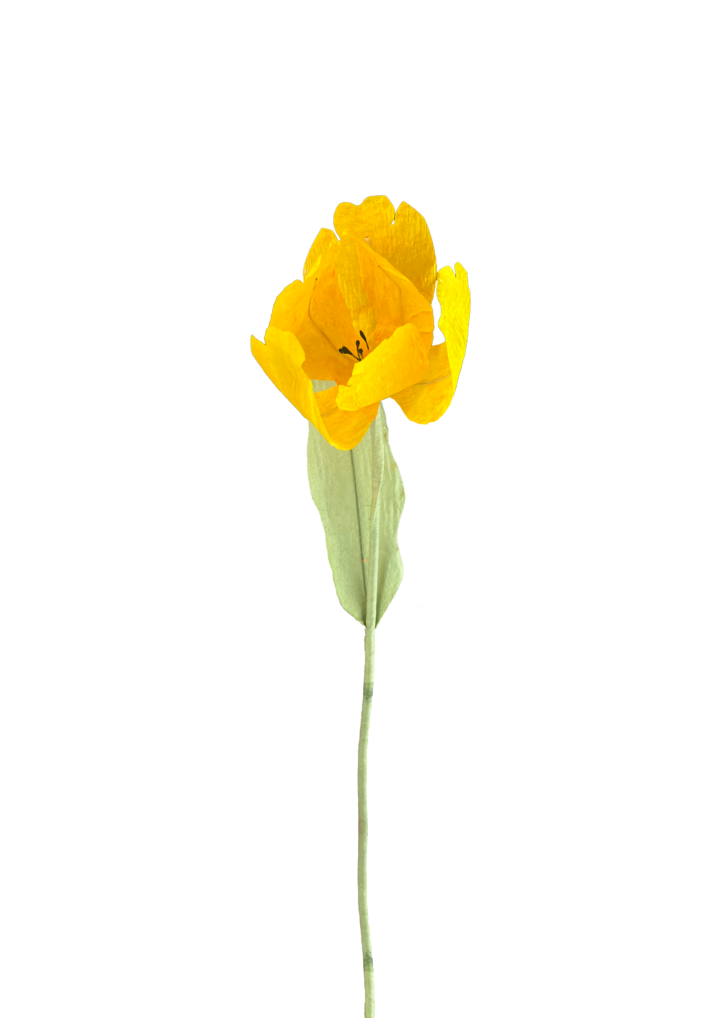 Nærbillede af en strålende gul papirtulipan med en naturtro form og struktur.