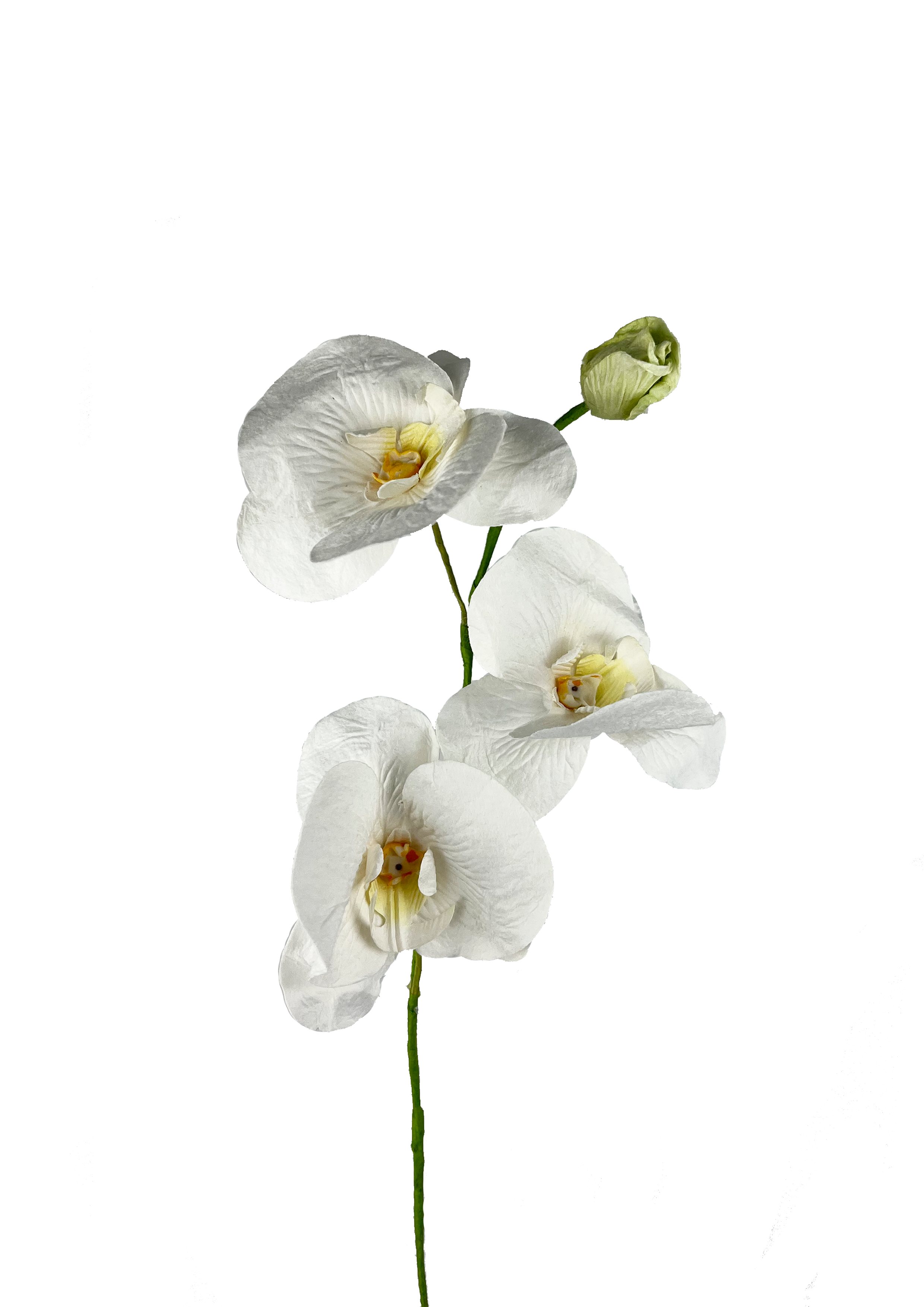 Papirblomster orkide