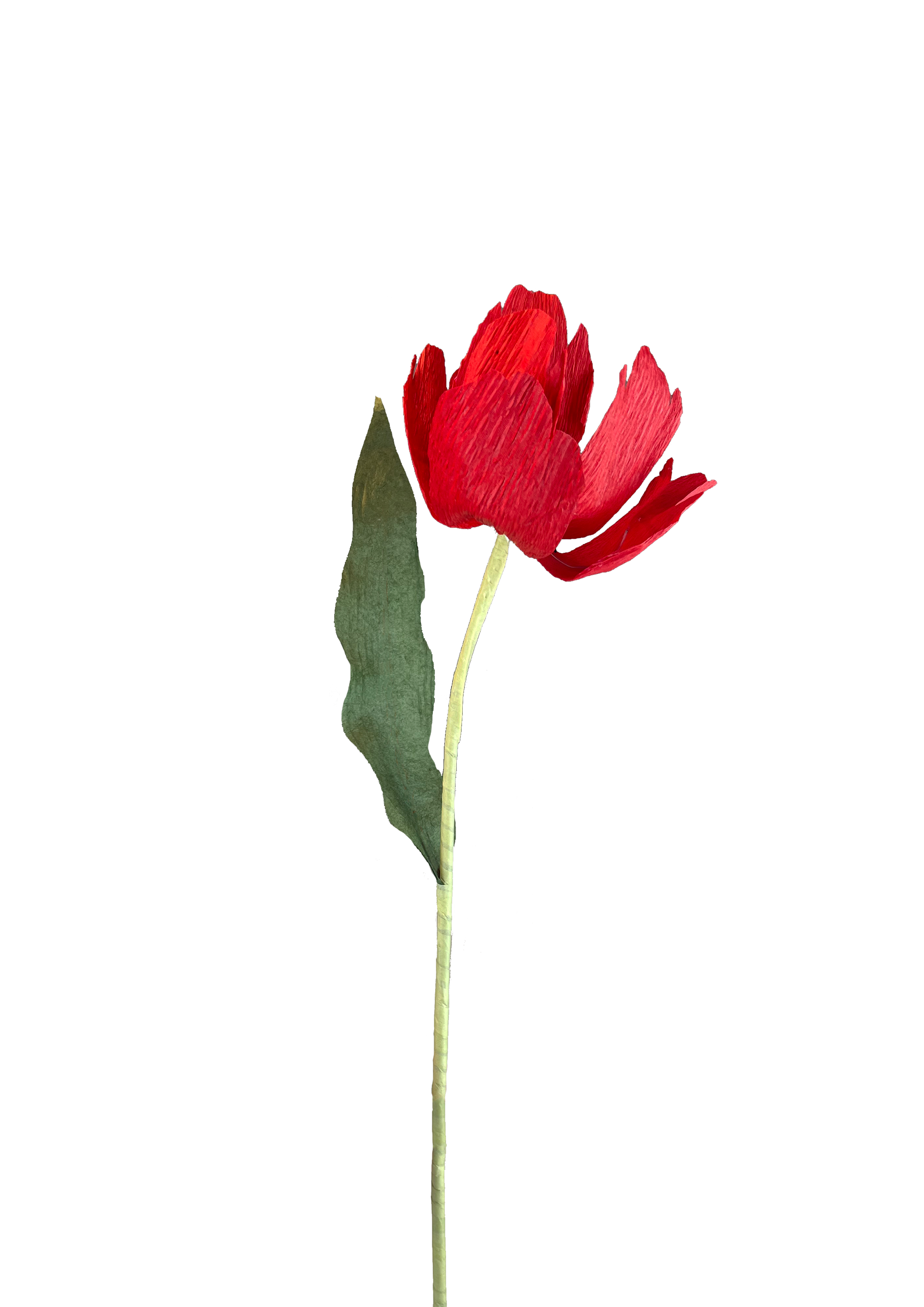 Papirblomst tulipan