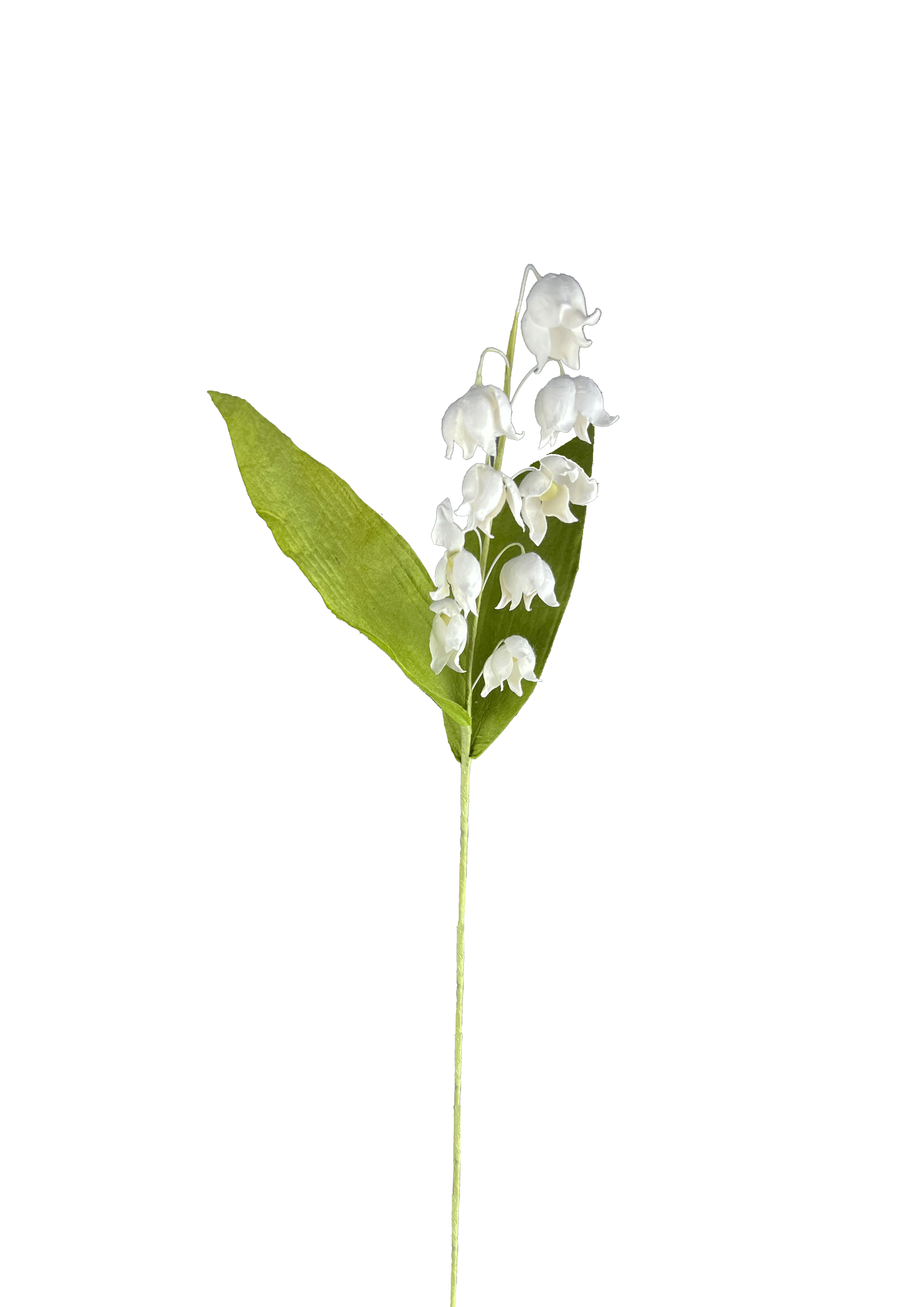 Papirblomst liljekonval