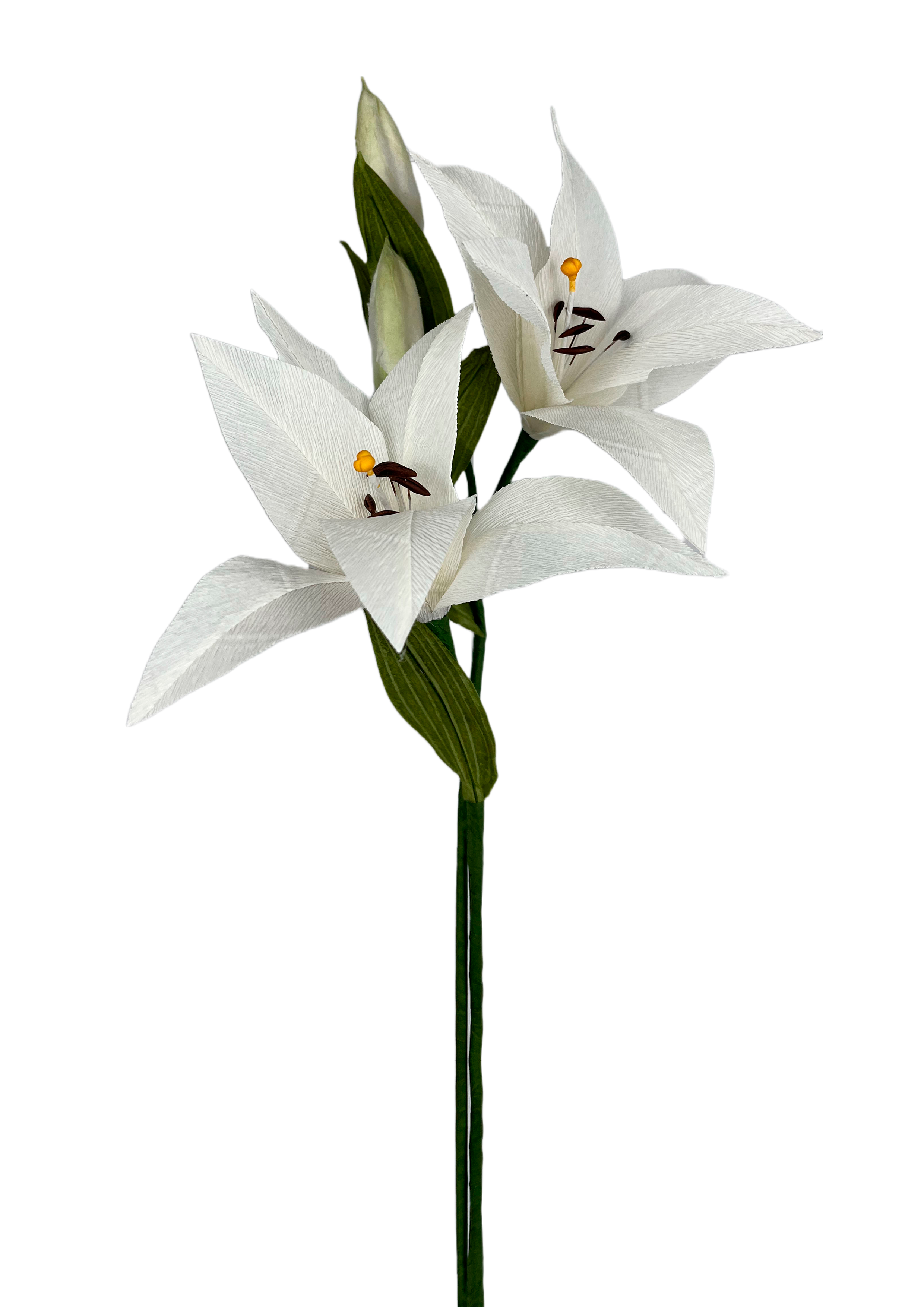 Papirblomst lilje