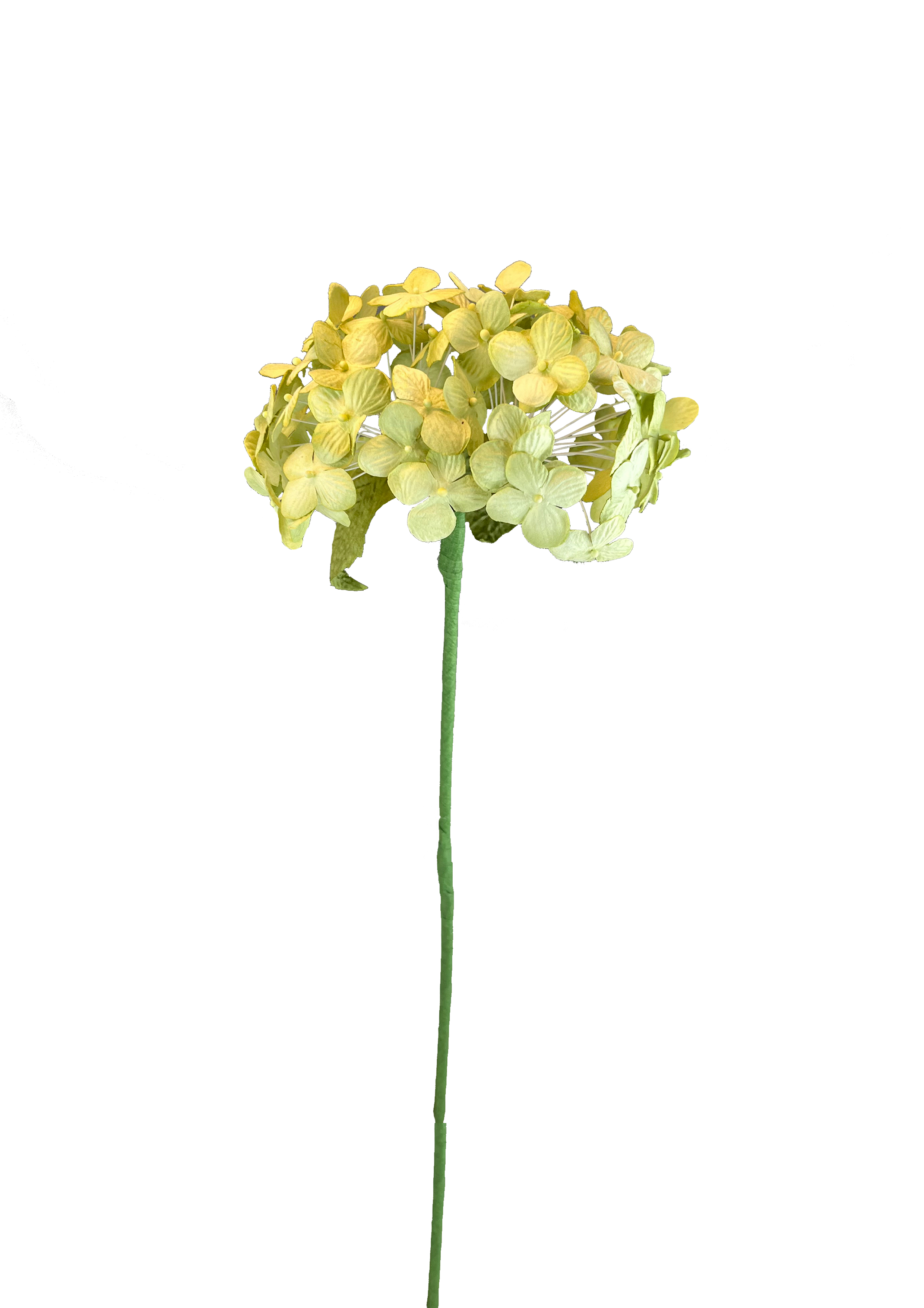 Papir hortensia