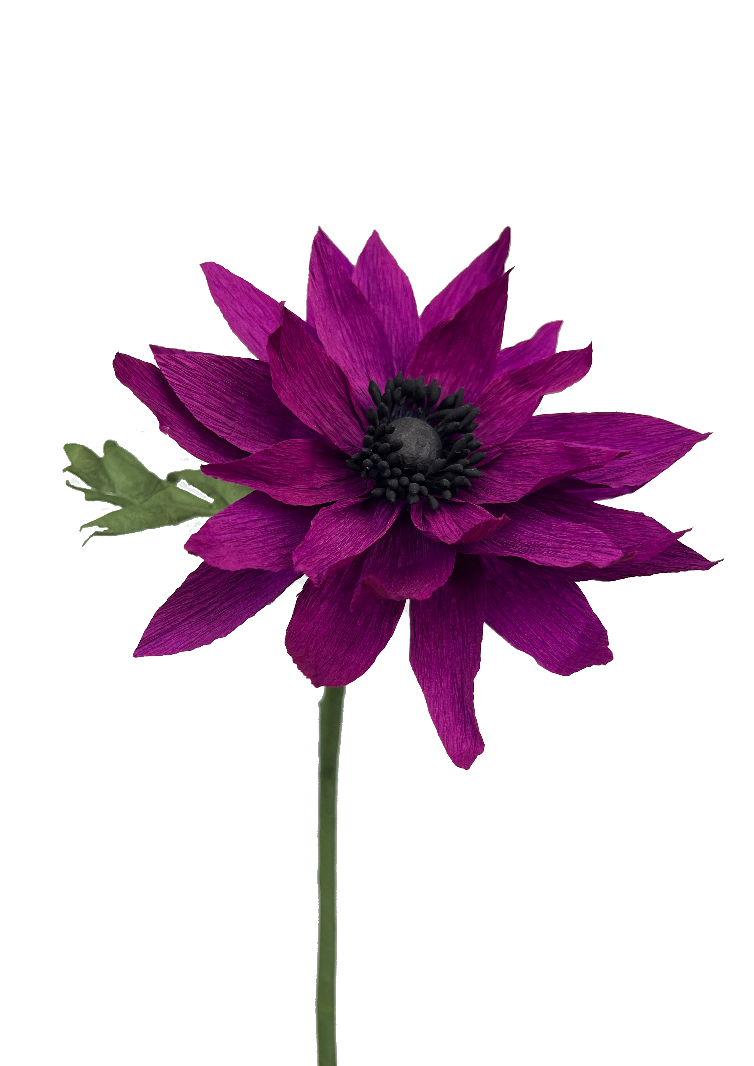 Evighedsblomst lilla papir dahlia