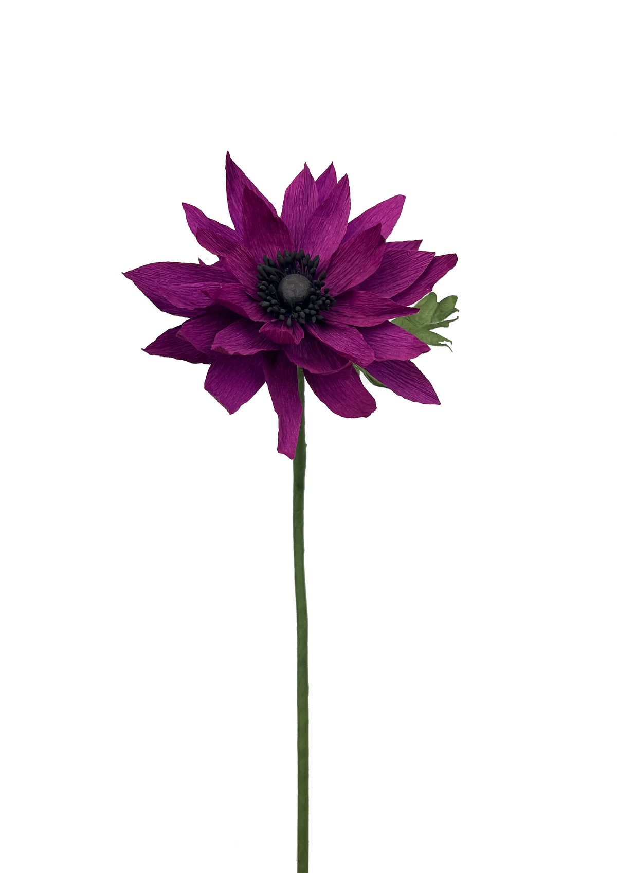 Evighedsblomst lilla dahlia