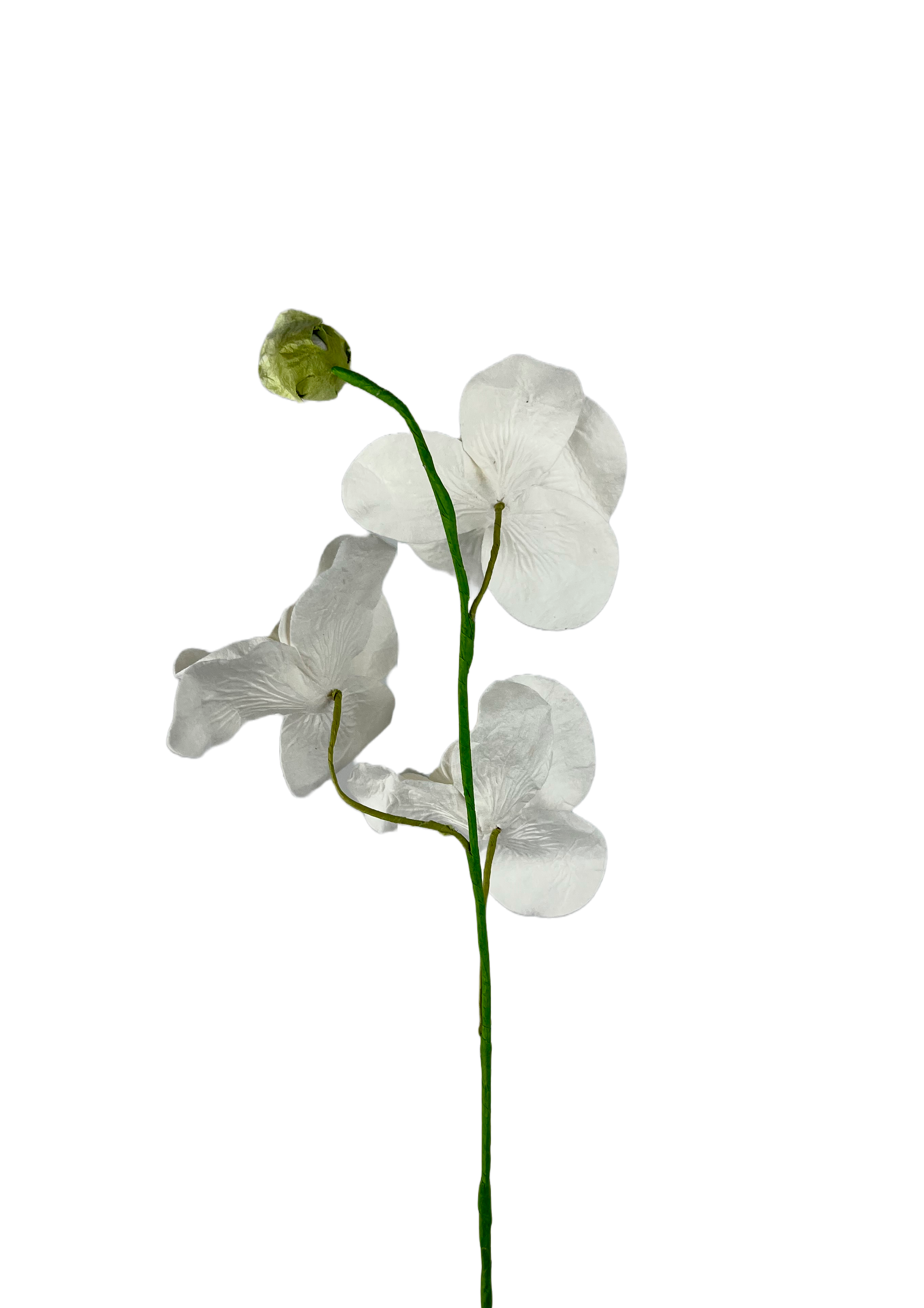 Papirblomster orkide