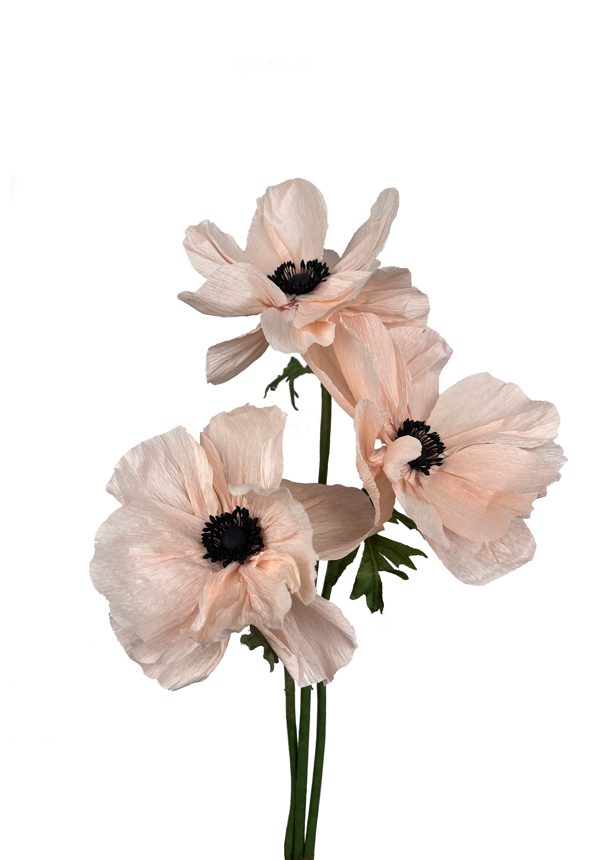 Lyserød papir anemone