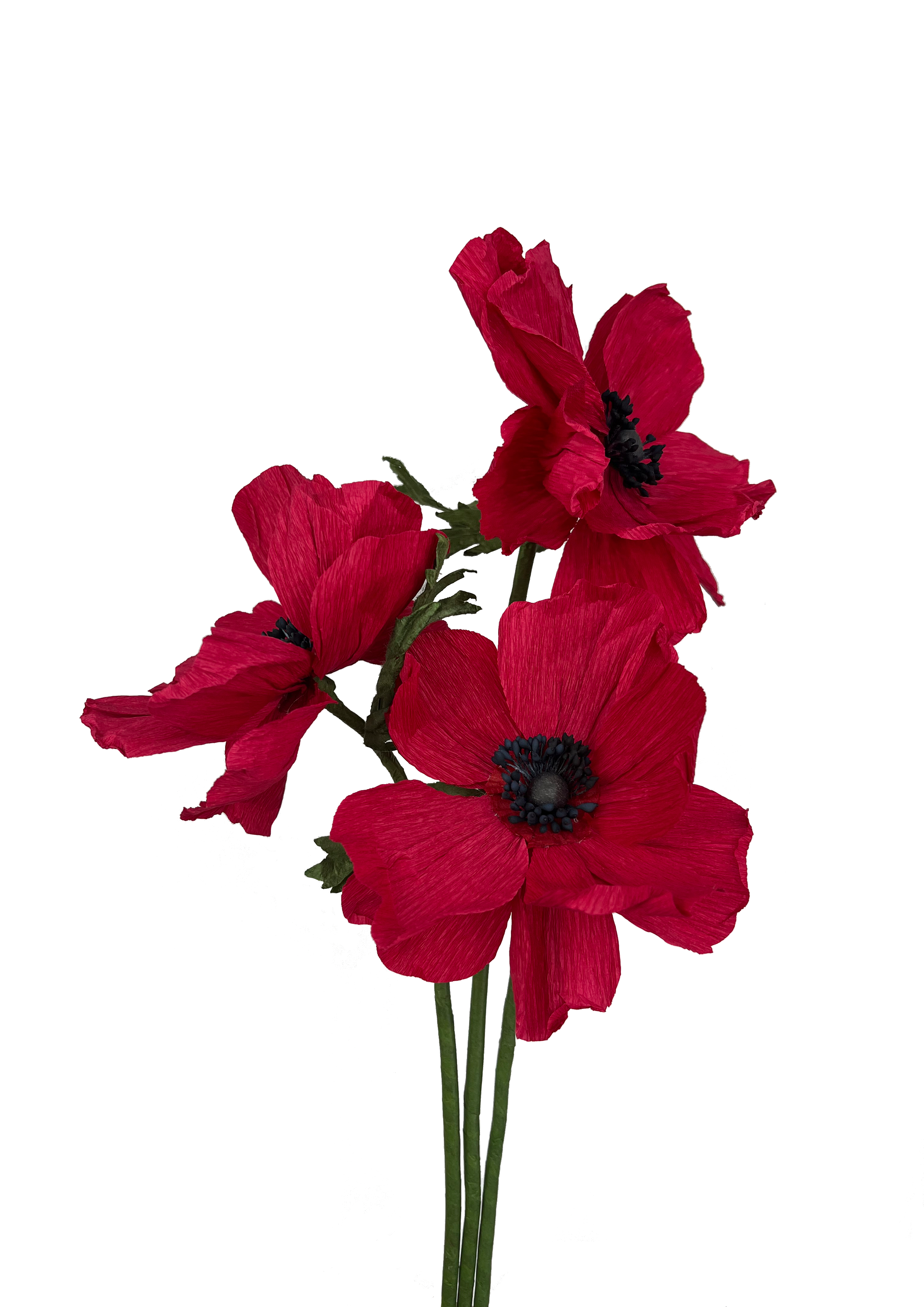 Papirblomst anemone