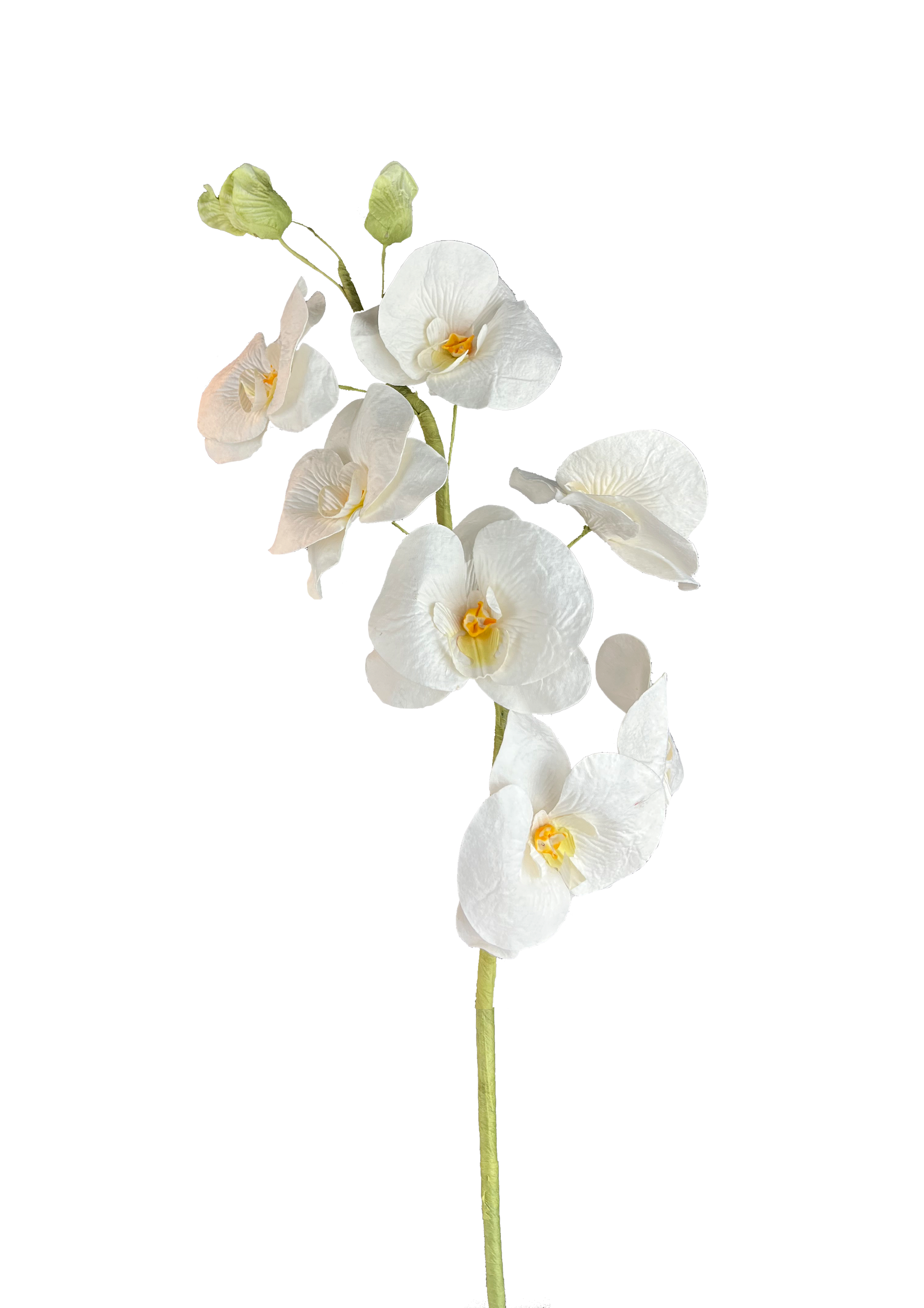 Papirblomster orkide