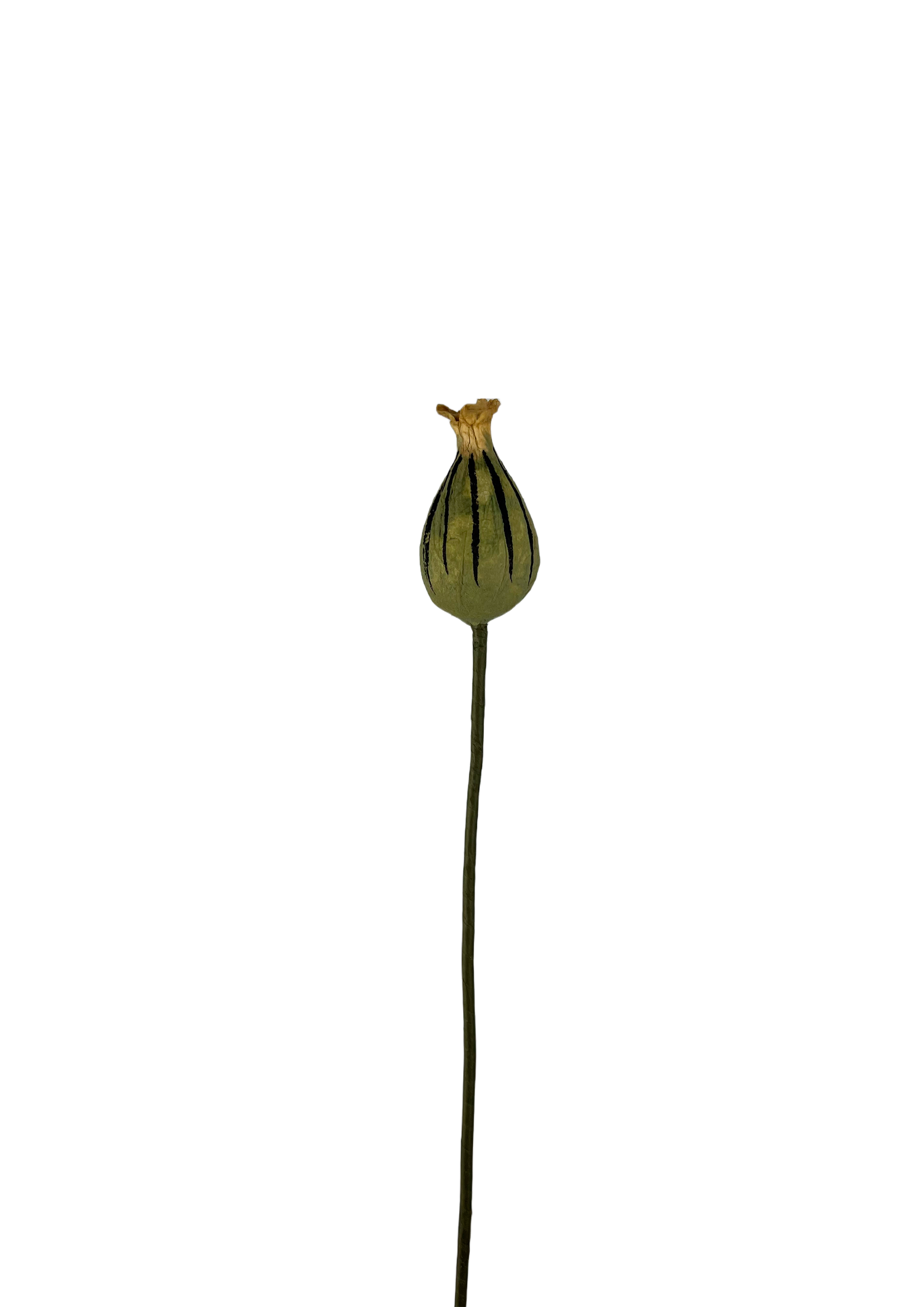 Blomster frø i papir
