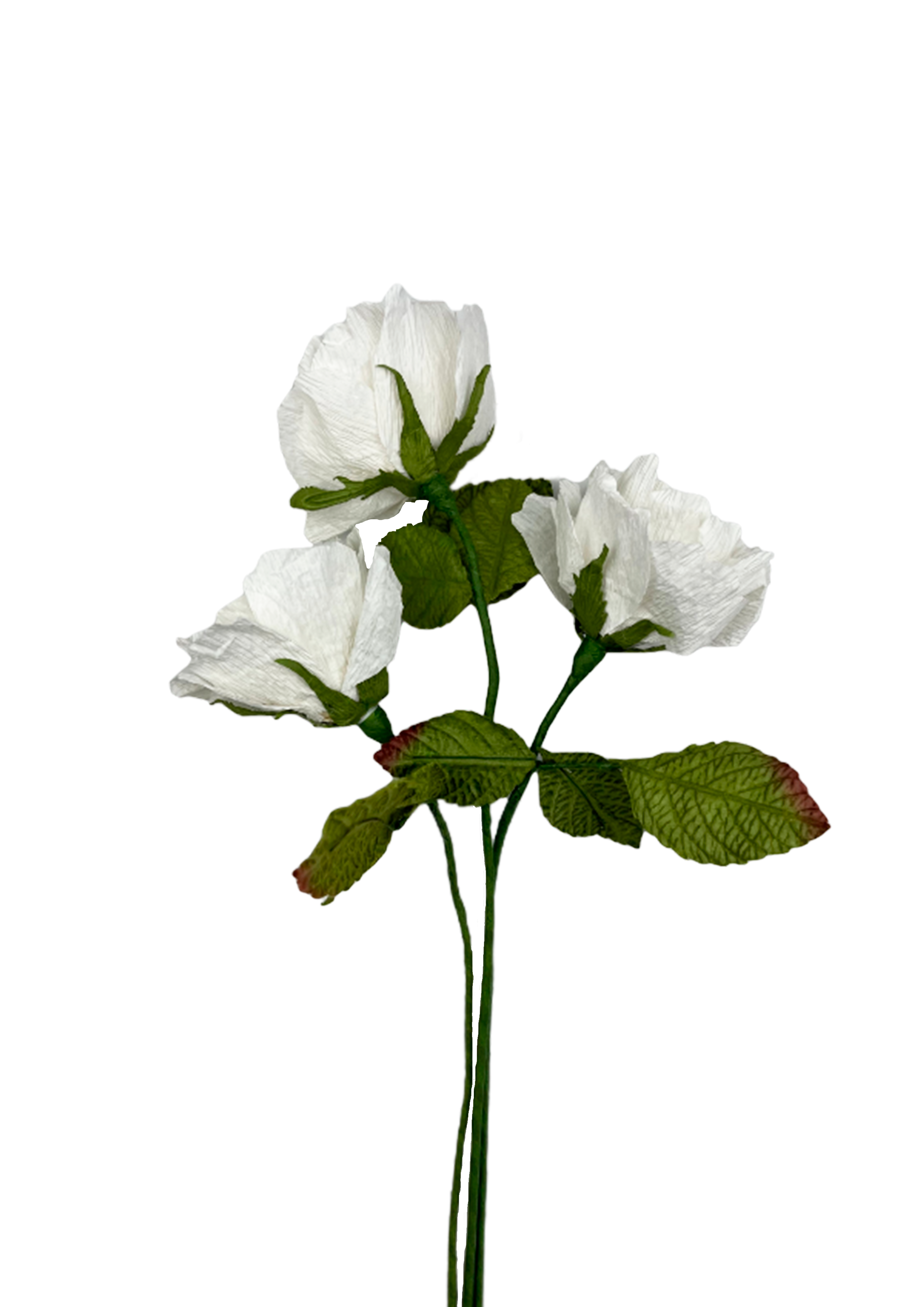 rose i papir evigheds
