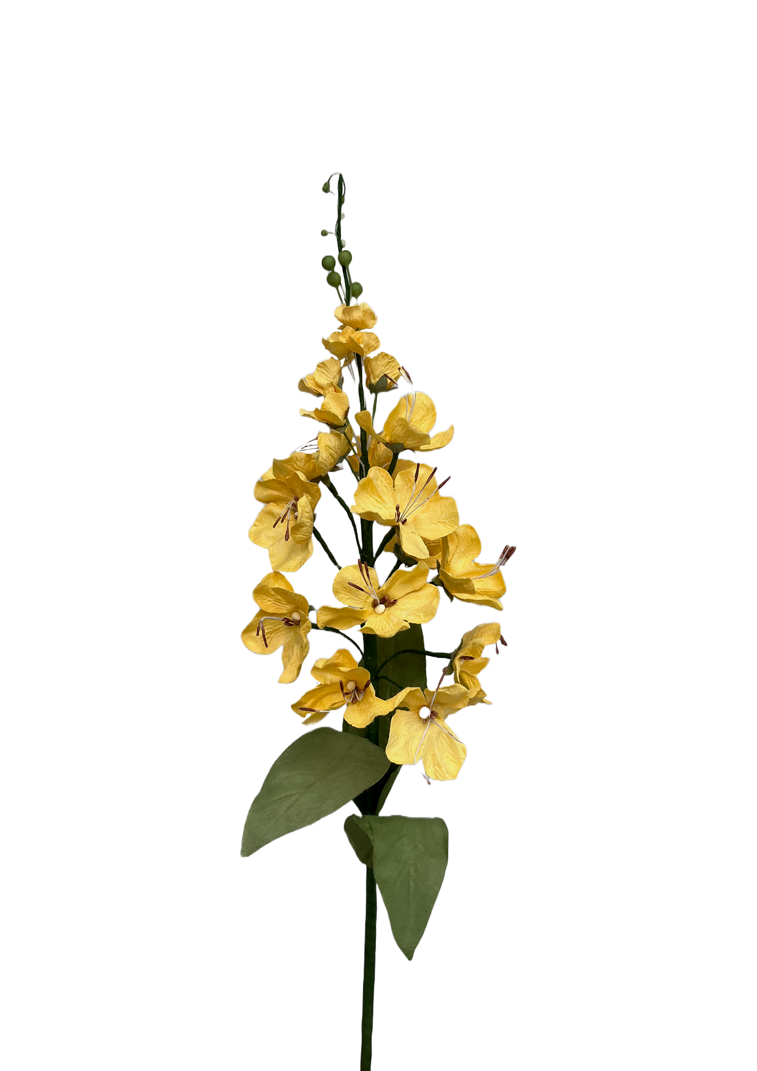 Papirblomst guldregn
