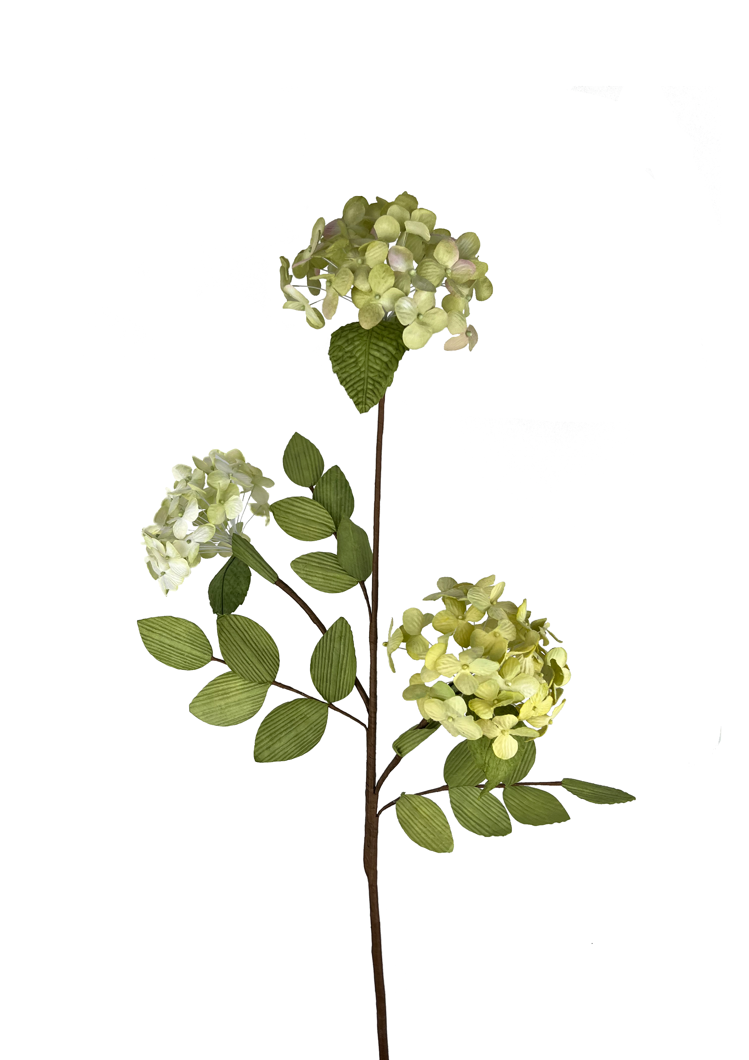 Evigheds hortensia