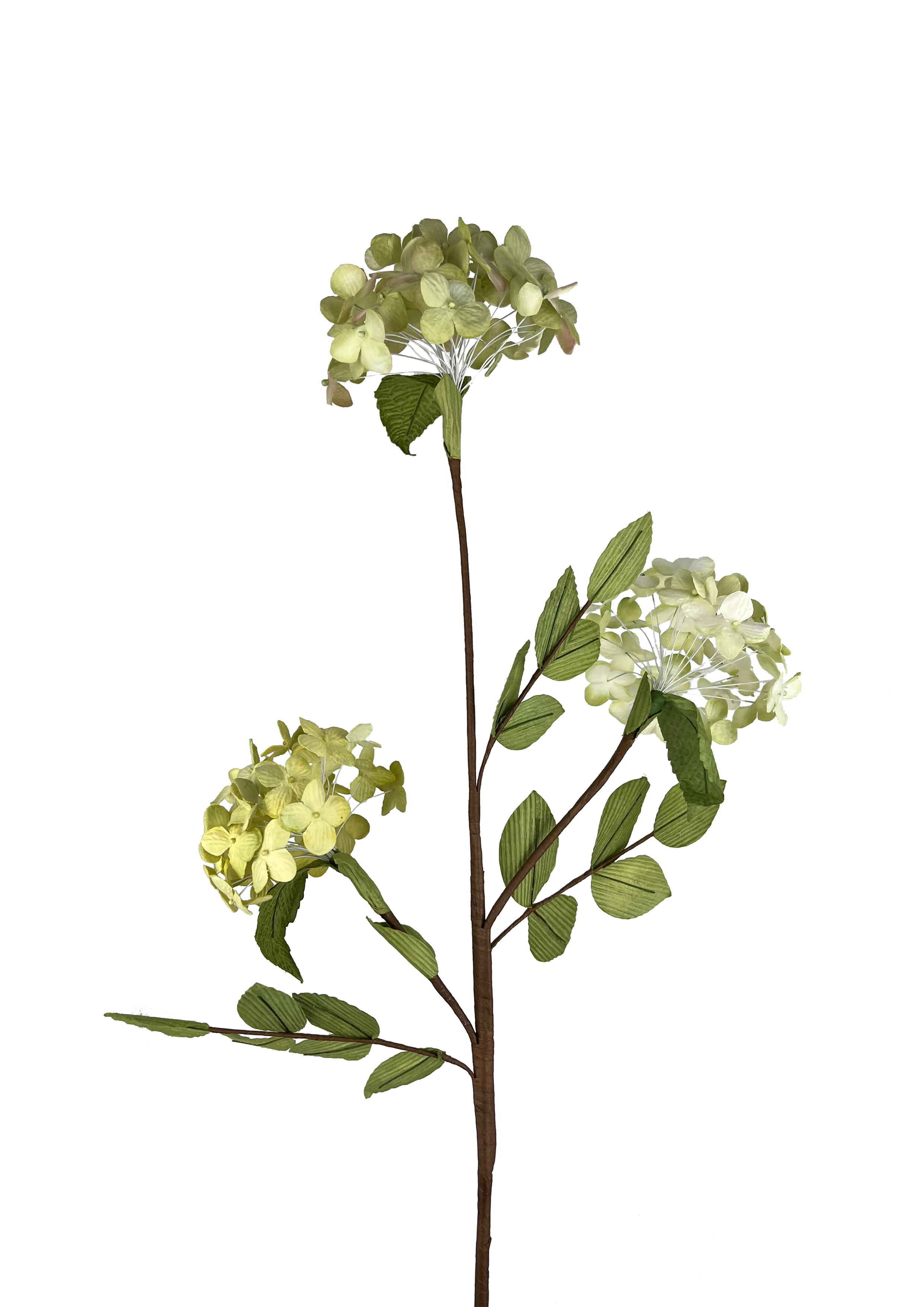 papir hortensia