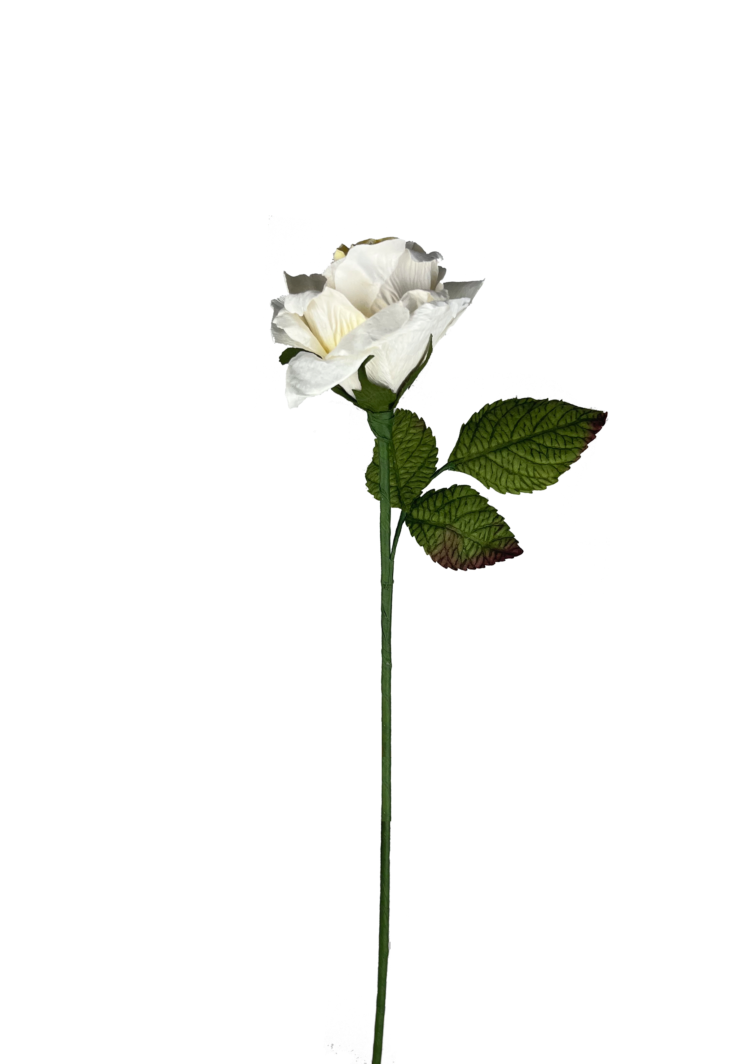 papir rose