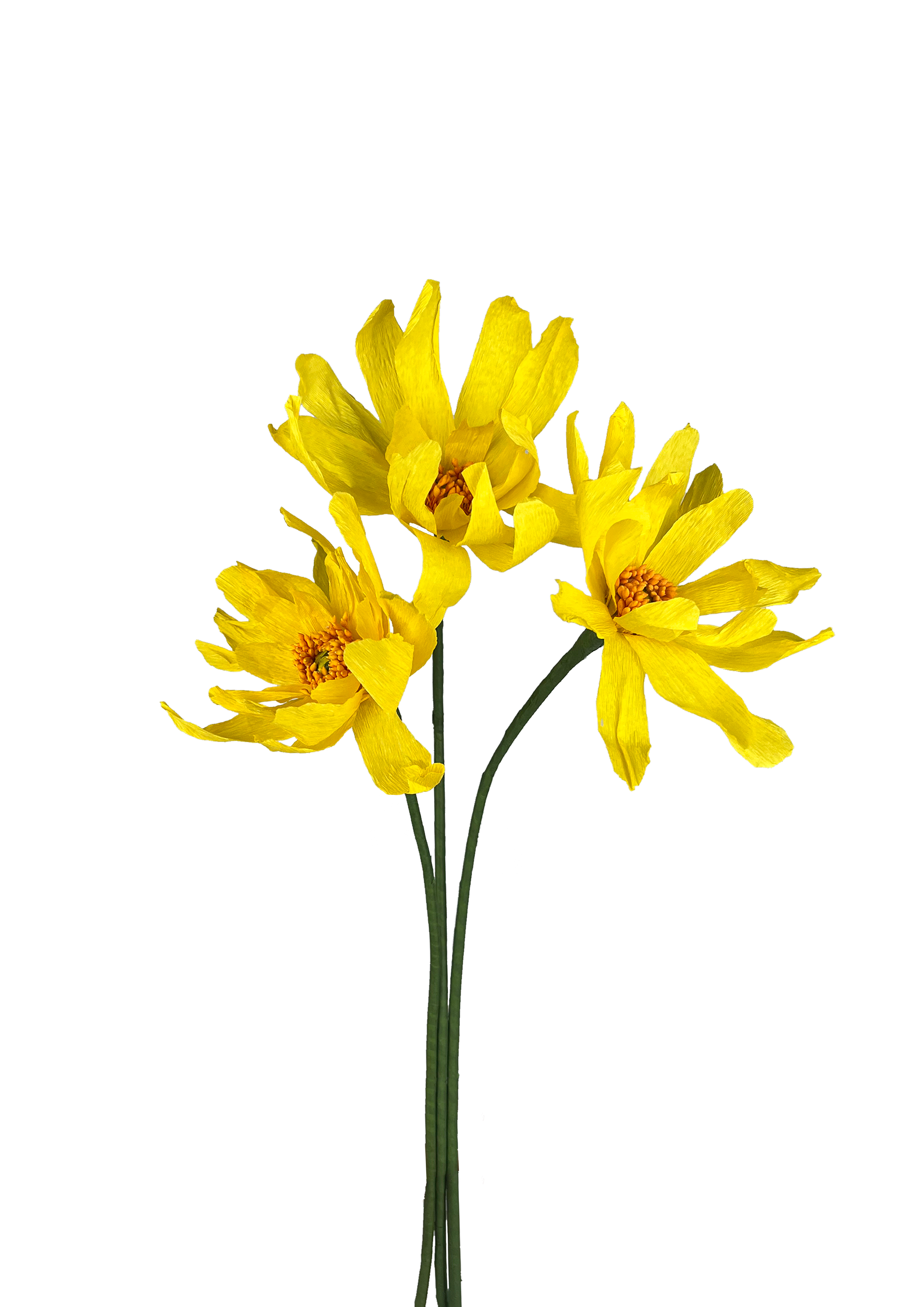 gul papirblomster pæon