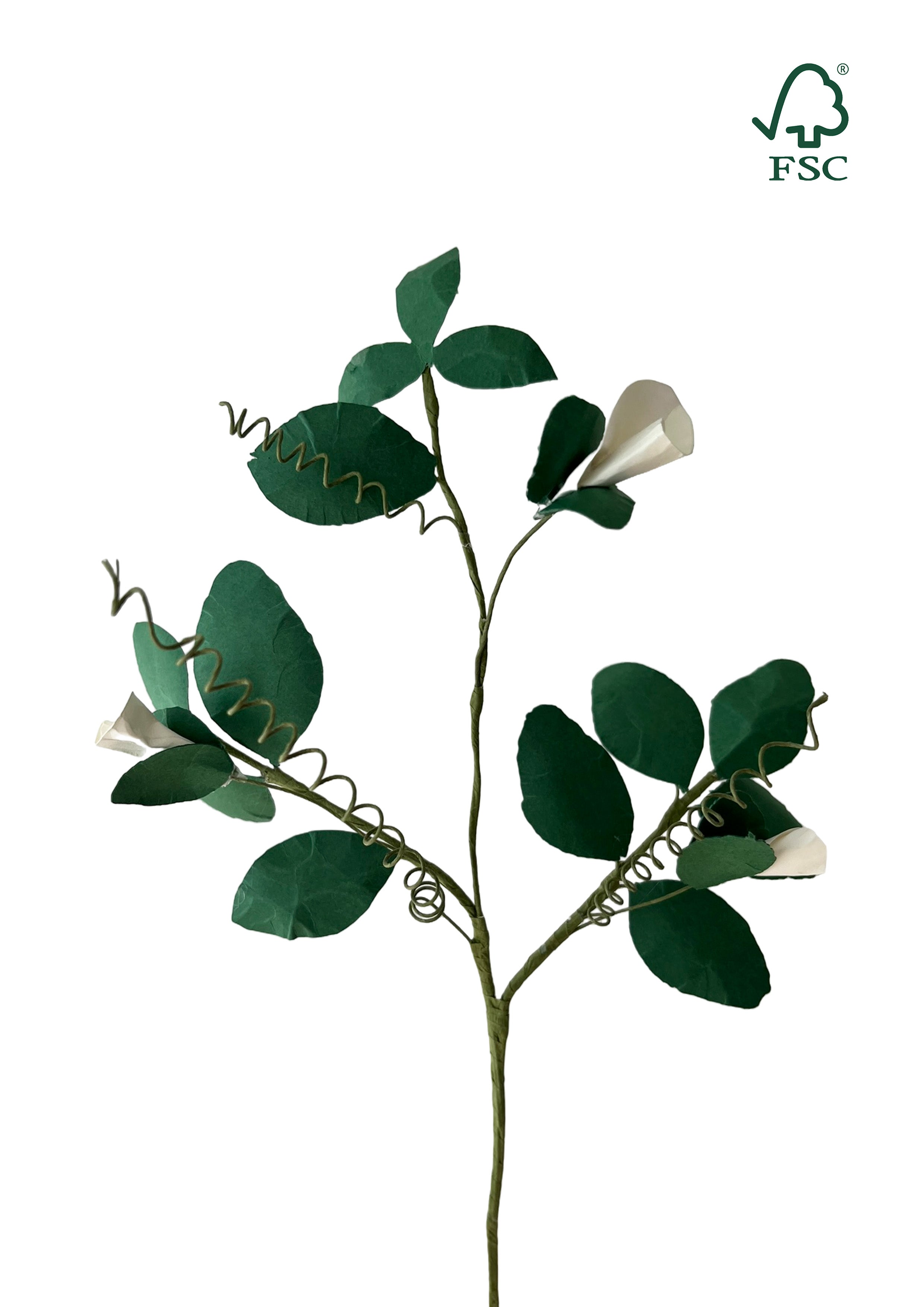 Ærteblomst – Hvide evighedsblomster med Blade
