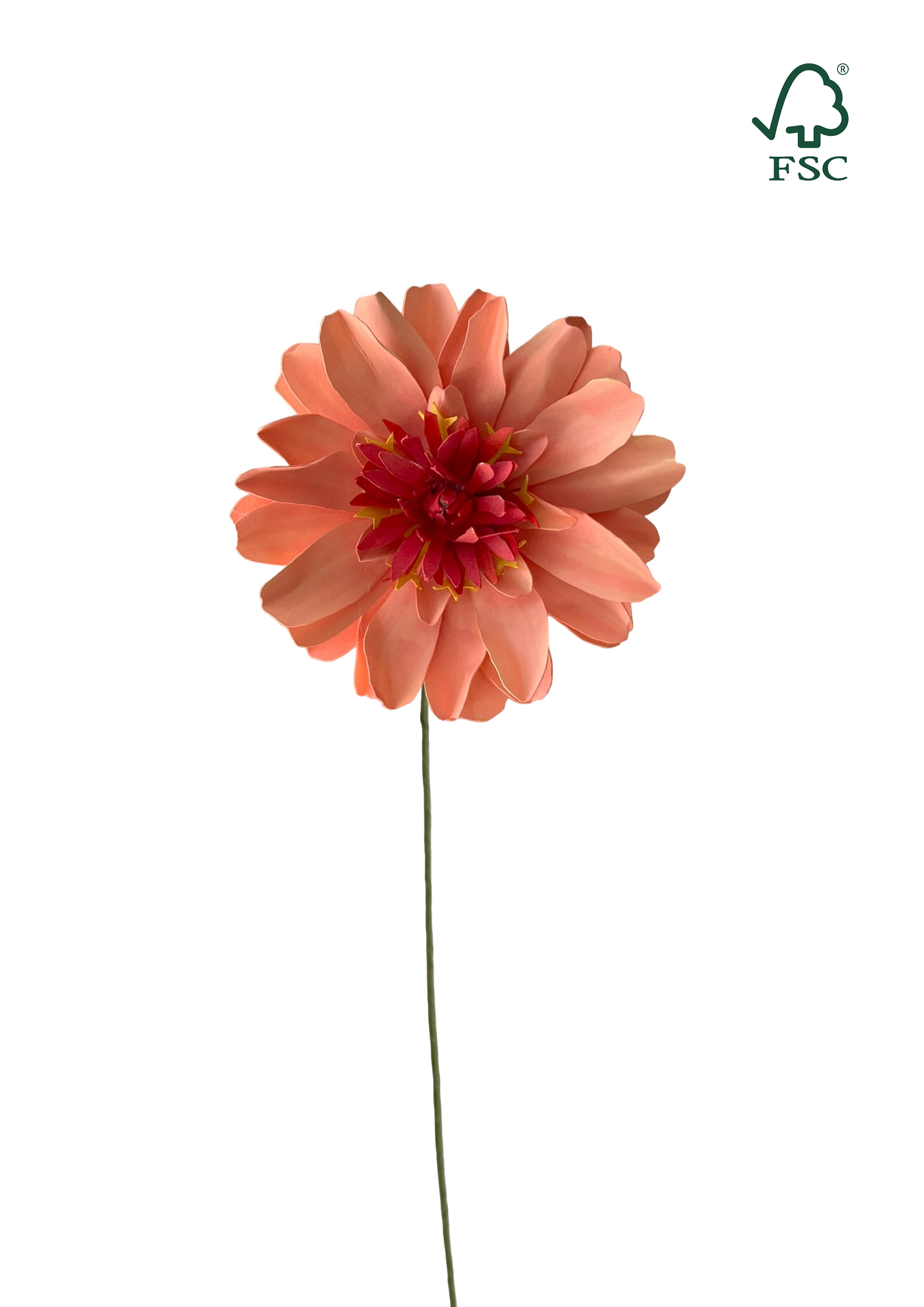 Zinnia ‘Frøkenhat’ – Orange Papirblomst
