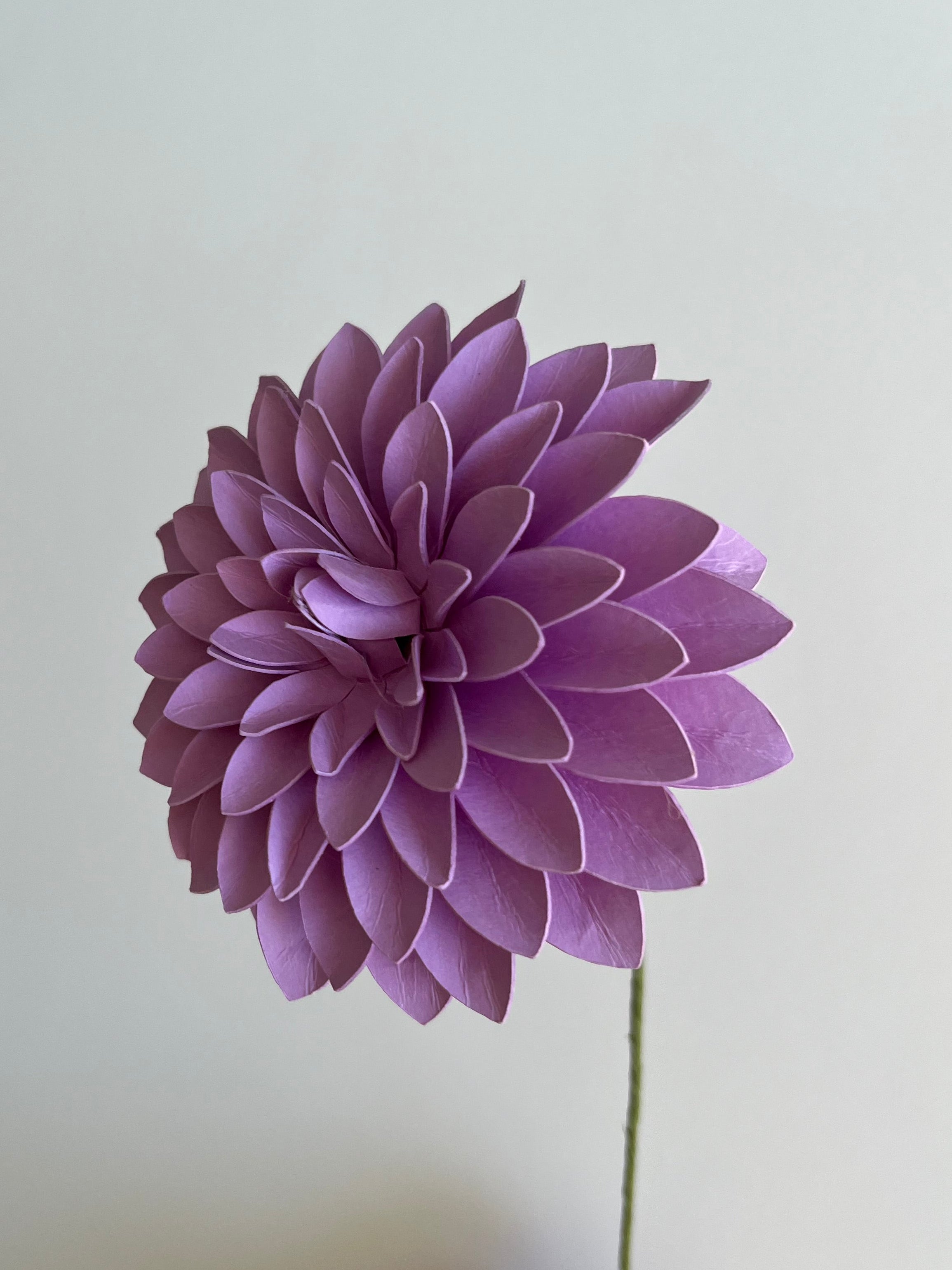 Nordic Lilla – Dahlia Evighedsblomst Håndlavet & FSC®-Papir