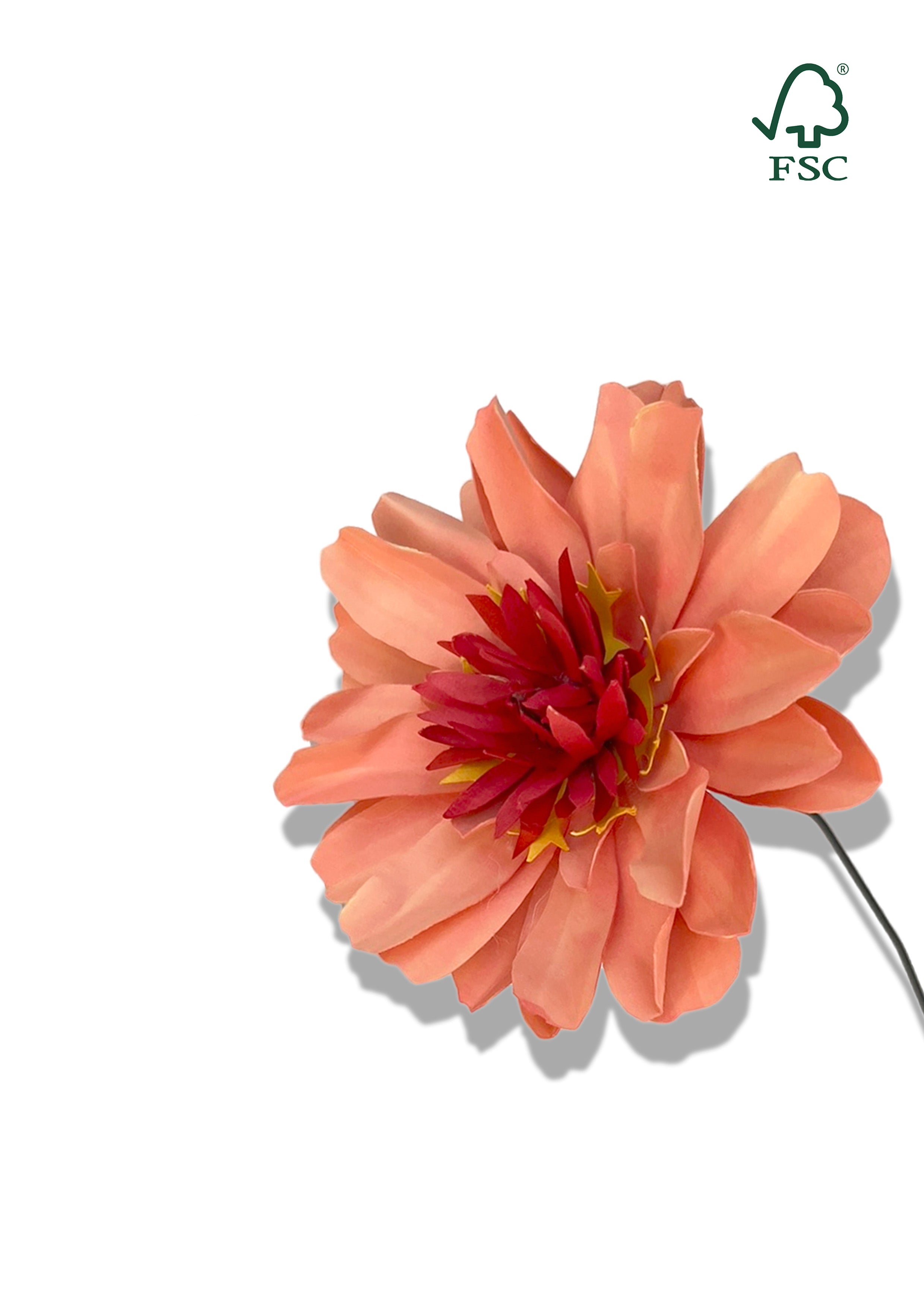 Zinnia ‘Frøkenhat’ – Orange Papirblomst